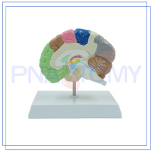 PNT-06121 taille de la vie couleur moitié modèle du cerveau humain